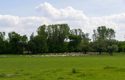 Trees on field against sky