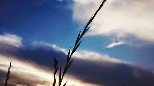 Low angle view of plants against cloudy sky