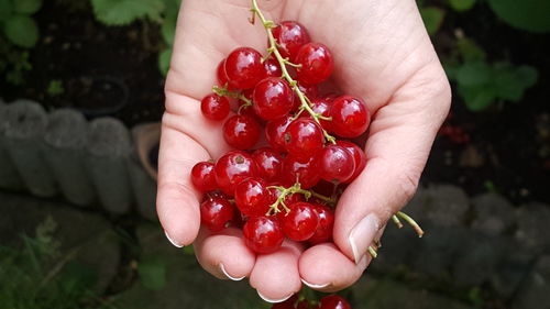 Close-up of hand holding strawberry