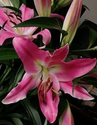 Close-up of pink lily flowers