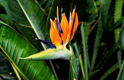 Close-up of orange flower