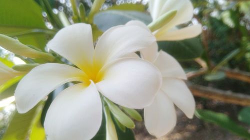 Close-up of frangipani blooming outdoors