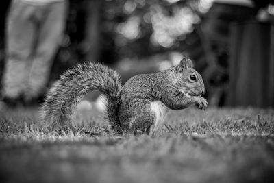 Close-up of squirrel on field