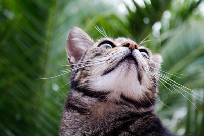 Close-up of cat looking up