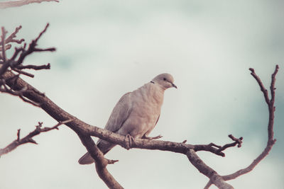 Close-up of bird perching on twig