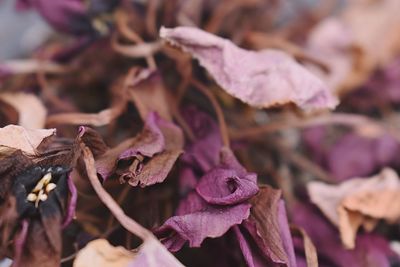 Close-up of dry leaves on plant