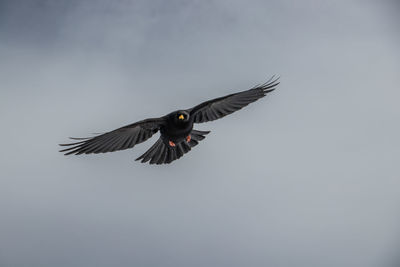 Low angle view of eagle flying in sky