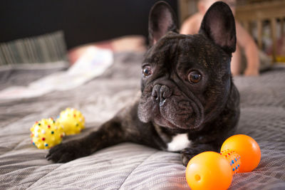 French bulldog lying on the bed with his toys