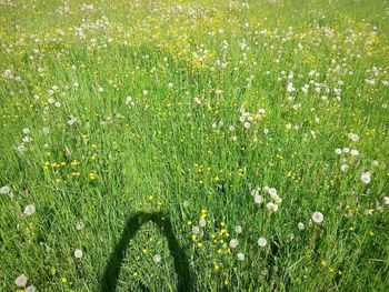 Close-up of fresh yellow flower in field