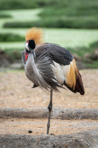 Close-up of a bird