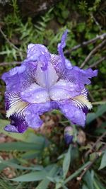 Close-up of wet purple iris flower