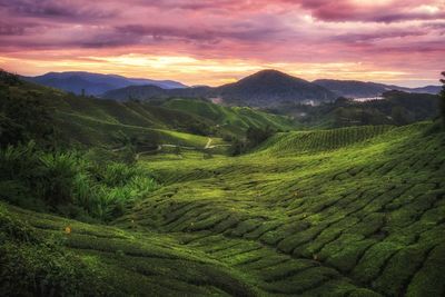 Scenic view of agricultural field against sky during sunset