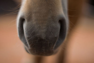 Close-up of horse