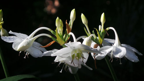 Close-up of white flowering plant