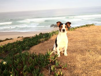 Dog on beach