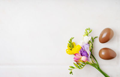 Close-up of flowering plant against white background