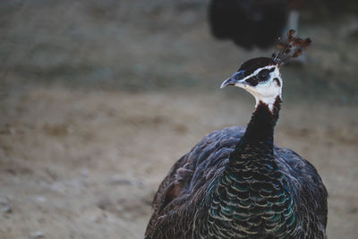 Close-up of bird