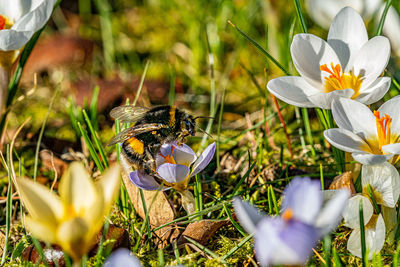 Close-up of honey bee pollinating on purple flower