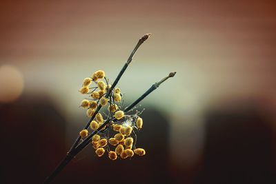 Close-up of plant against blurred background