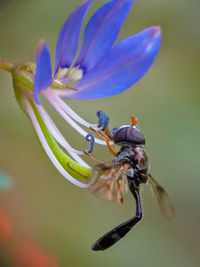 Close-up of bee pollinating on purple flower