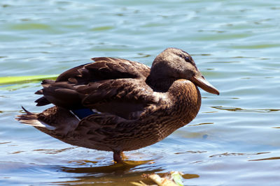 Close-up of duck swimming on lake