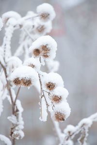 Close-up of wilted plant during winter