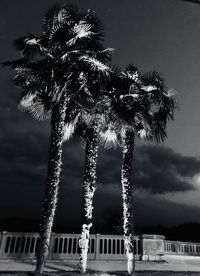 Low angle view of palm trees against sky