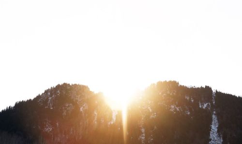 Sun shining through trees