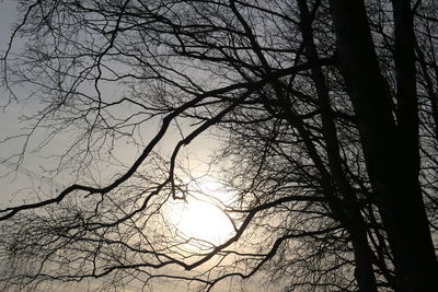 Low angle view of silhouette tree against sky