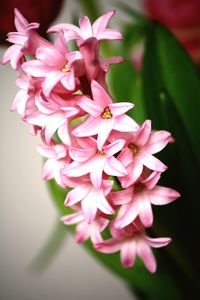 Close-up of pink flowers