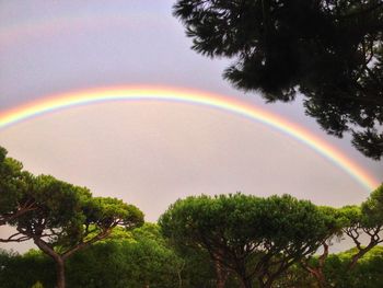 Rainbow over trees