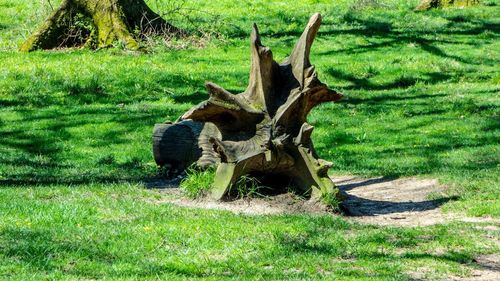 View of animal skull on field