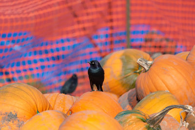 High angle view of pumpkins