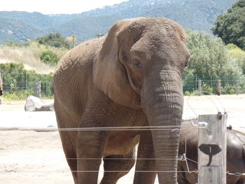 Elephant standing on field in zoo