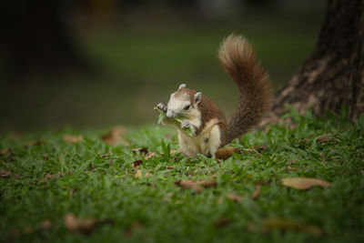 Close-up of squirrel eating plant on field