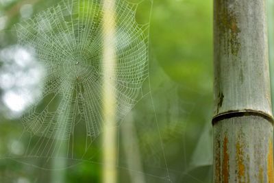 Close-up of spider on web