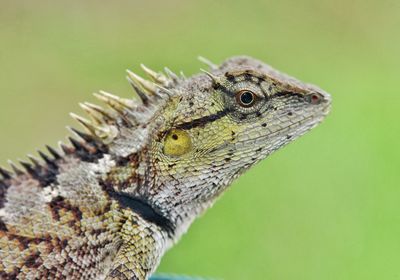 Close-up of a lizard