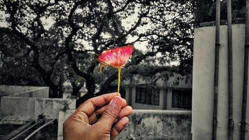 Close-up of pink flower