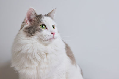 Close-up portrait of a white cat against white background