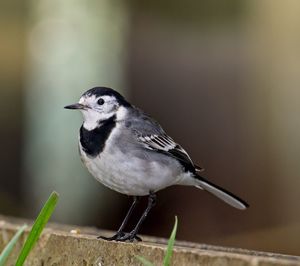 Close-up of bird perching on wood