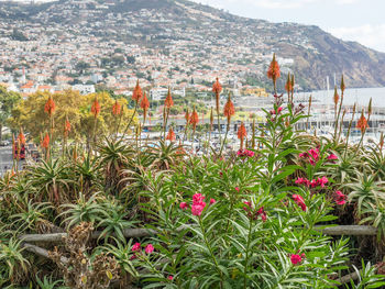 Scenic view of flowering plants by mountains