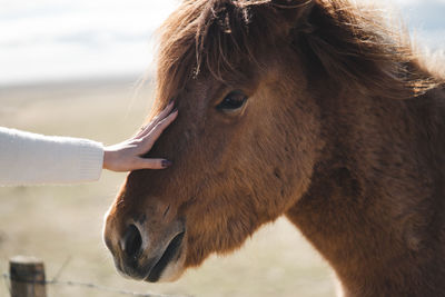 Close-up of a horse