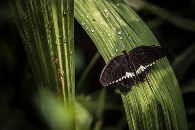 Close-up of butterfly on leaf