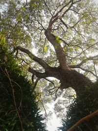 Low angle view of trees against sky