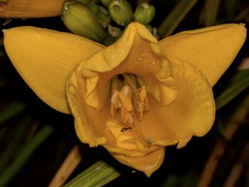 Close-up of yellow flower blooming outdoors