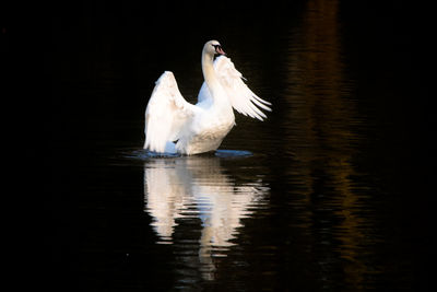 White swan swimming in lake, evening light reflection, cygnus olor