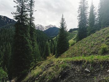 Panoramic view of trees in forest