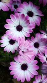 Close-up of pink flowers