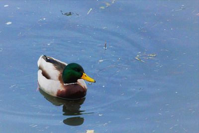 High angle view of mallard duck swimming in lake