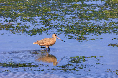 Close-up of bird in lake